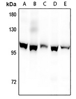 Kv2.1 (Phospho-S805) Rabbit Polyclonal Antibody