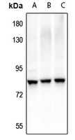 RRN3 (Phospho-S649) Rabbit Polyclonal Antibody