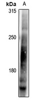 LRP6 (Phospho-T1479) Rabbit Polyclonal Antibody