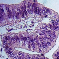 Alpha-tubulin (Phospho-Y272) Antibody