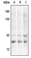 VAV3 (Phospho-Y173) Rabbit Polyclonal Antibody