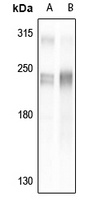 TRAP220 Antibody