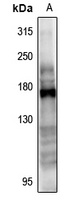 CD115 Antibody