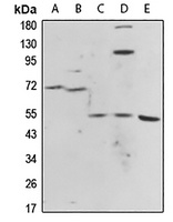 Histamine H1 Receptor Rabbit Polyclonal Antibody
