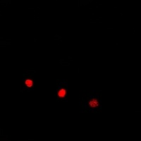 ELOA3 Rabbit Polyclonal Antibody