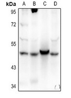 AGFG2 Rabbit Polyclonal Antibody