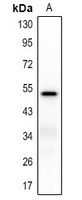 CD85k Rabbit Polyclonal Antibody