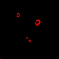 CD85k Rabbit Polyclonal Antibody