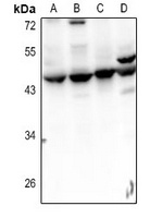 Septin 2 Rabbit Polyclonal Antibody