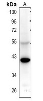 5-HT5A Rabbit Polyclonal Antibody