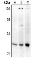 Frizzled 2 Rabbit Polyclonal Antibody