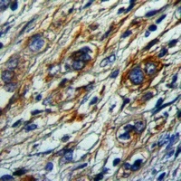 MCH Receptor 1 Antibody