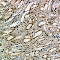 CD159a/c Rabbit Polyclonal Antibody