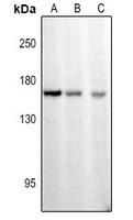 CDC25 (Phospho-S916) Rabbit Polyclonal Antibody