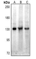 Hairless Rabbit Polyclonal Antibody