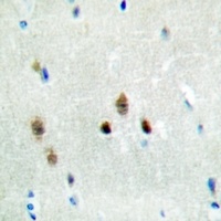 Hairless Rabbit Polyclonal Antibody