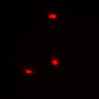 Hairless Rabbit Polyclonal Antibody