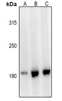Laminin alpha 3 Rabbit Polyclonal Antibody