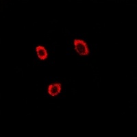 Contactin 4 Rabbit Polyclonal Antibody