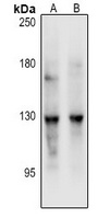 REXO1 Antibody