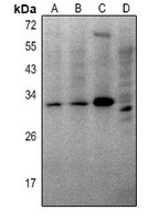 THOC4 Antibody