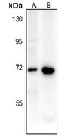 CD218a Rabbit Polyclonal Antibody