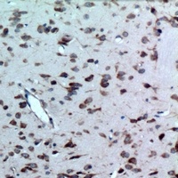 CD363 Antibody