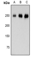 Laminin gamma 1 Rabbit Polyclonal Antibody