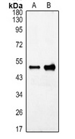 GFAP Antibody