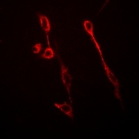 GFAP Antibody