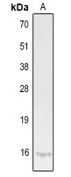IL-9 Antibody