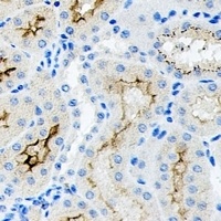 CD34 Antibody