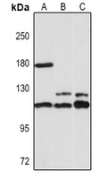 NLRP3 Rabbit Polyclonal Antibody