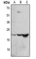 IL-6 Antibody