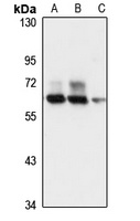 ACF Rabbit Polyclonal Antibody