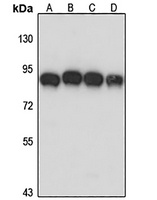 AFG3L2 Rabbit Polyclonal Antibody