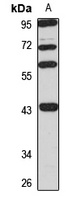 AIFM2 Rabbit Polyclonal Antibody