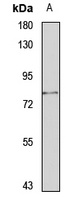 GP78 Rabbit Polyclonal Antibody