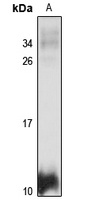 Apolipoprotein A2 Rabbit Polyclonal Antibody