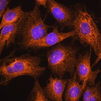 Apolipoprotein A2 Rabbit Polyclonal Antibody