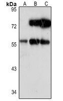 ARFGAP2 Rabbit Polyclonal Antibody