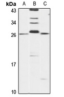 ARFRP1 Antibody