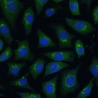 ARL1 Rabbit Polyclonal Antibody