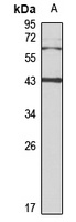 ASGPR2 Antibody