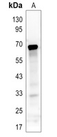 ASH2L Rabbit Polyclonal Antibody