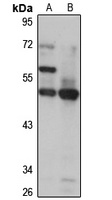 ASZ1 Rabbit Polyclonal Antibody