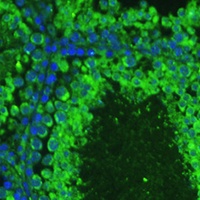 ASZ1 Rabbit Polyclonal Antibody