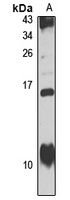HAH1 Rabbit Polyclonal Antibody