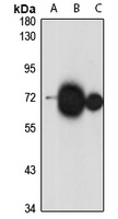 ATP6V1A Rabbit Polyclonal Antibody