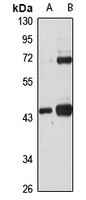 BDH1 Antibody